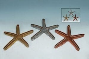 3/A STAR FISH WALL DECO17 - UPC : 050262331183